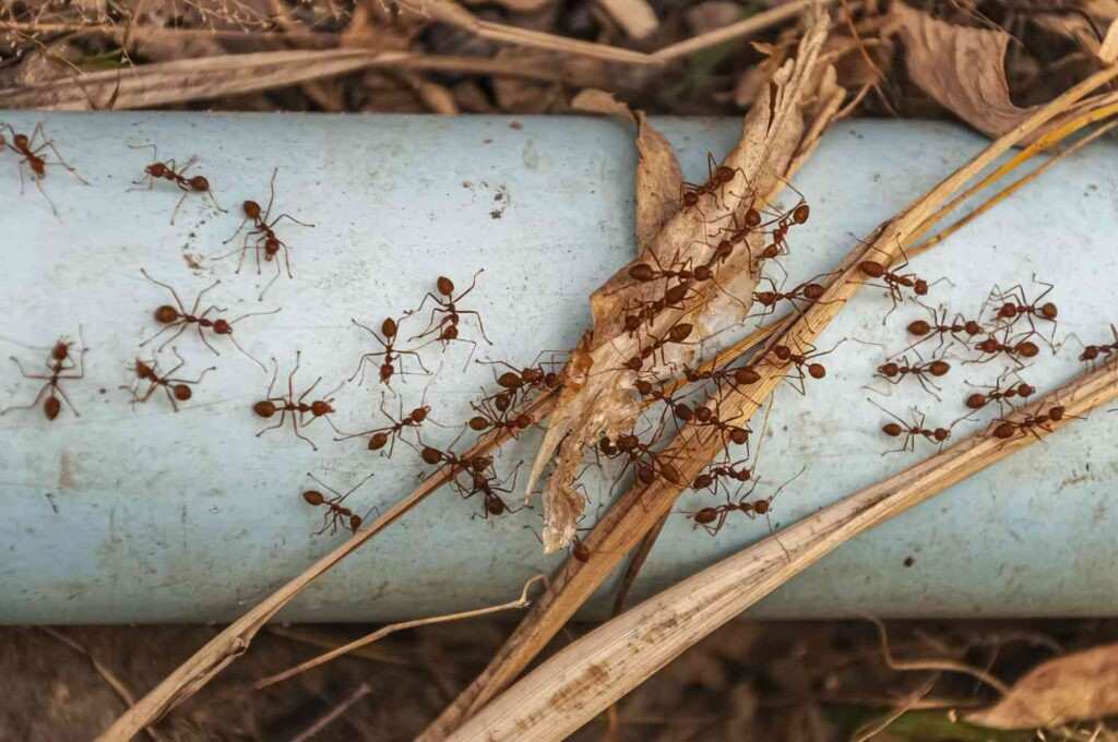 Ant Control Fairfield