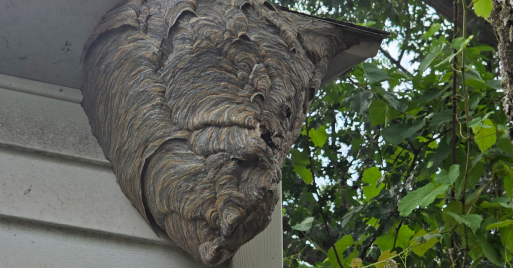 A massive gray paper hornet nest attached beneath the white siding roof eave of a home in Butler County, Ohio.