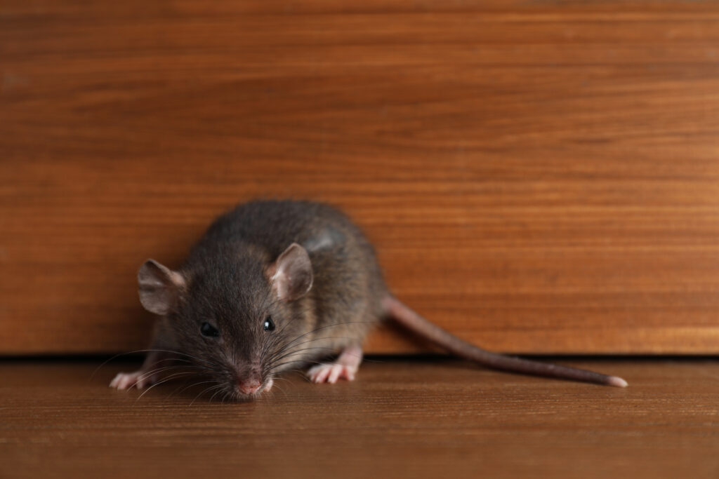 Small house mouse crawling along a indoor wood baseboard inside a Butler County home during fall.